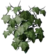 Ivy in Enshrouded