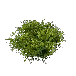 Moss in Enshrouded